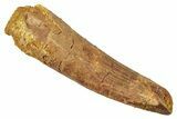 Fossil Spinosaurus Tooth - Real Dinosaur Tooth #344386-1